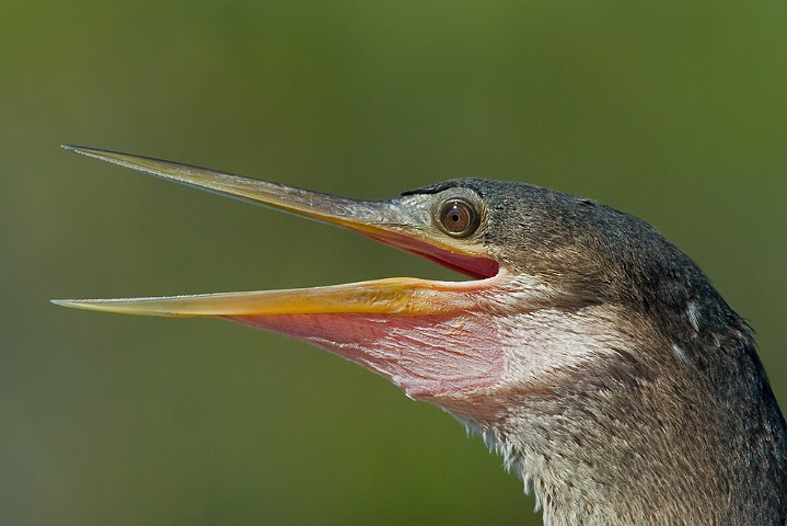 Anhinga anhinga Anhinga